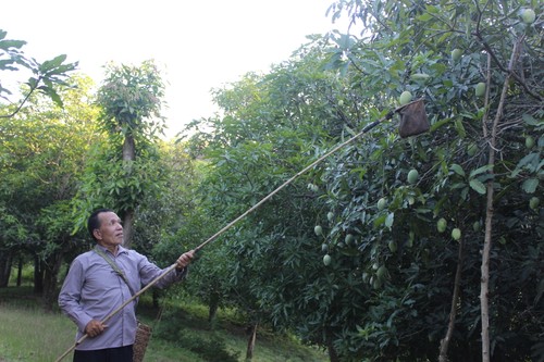 США планируют разрешить импорт вьетнамских свежих манго и звёздчатых яблок  - ảnh 1